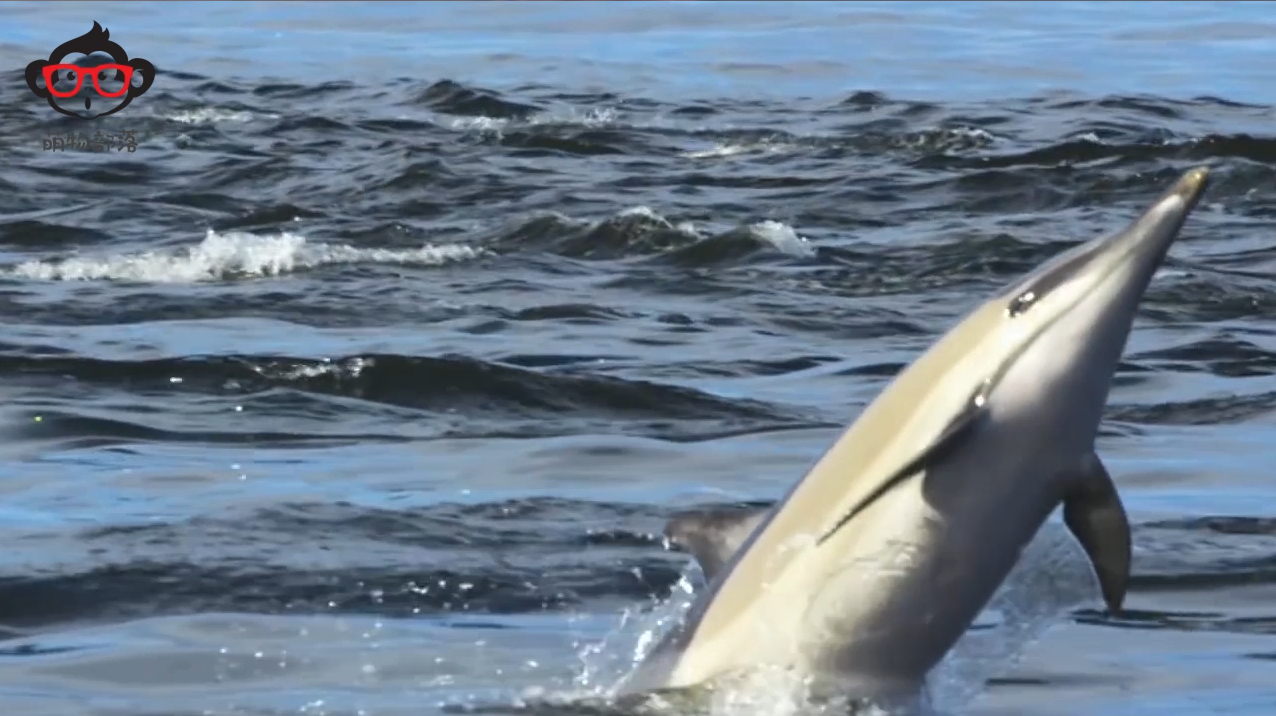 鲨鱼那么凶猛为什么从来不吃海豚?鲨鱼:真追不上,也真打不过