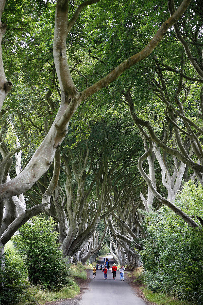 ***_***2018年7月17日,英国,北爱尔兰,黑暗树篱dark hedges.现如今黑