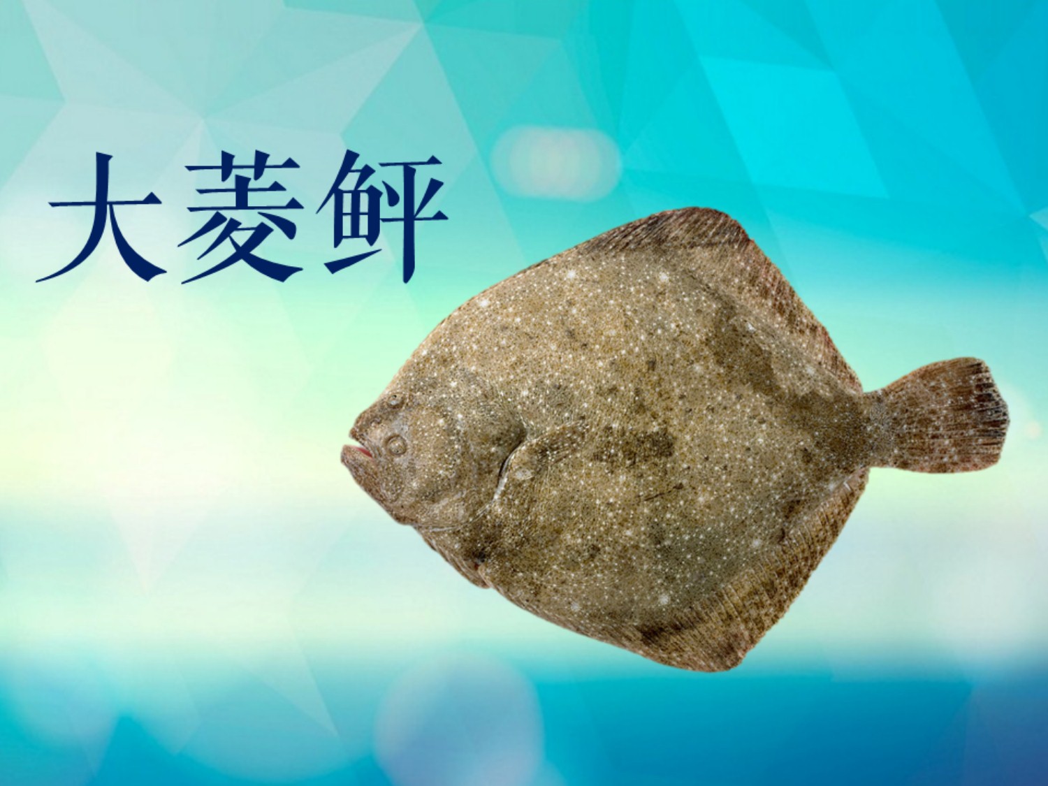 大菱鲆:原产于欧洲大西洋海域,是世界公认的优质比目鱼之一