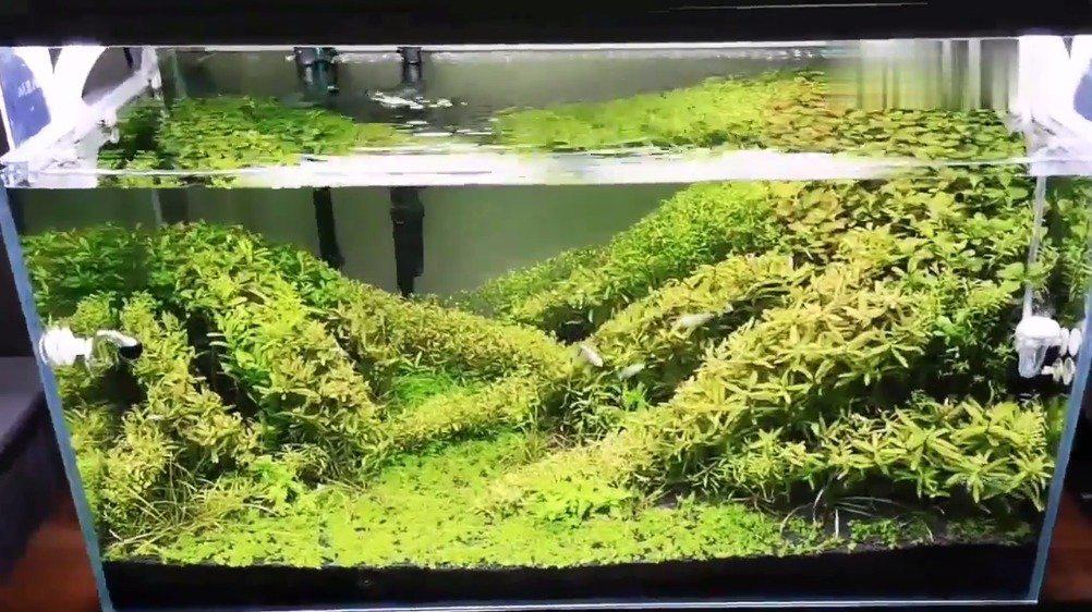 草缸造景大神山下雪的草缸作品,分享给大家欣赏