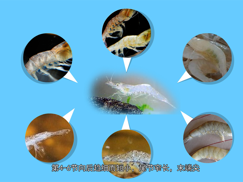 秀丽白虾:是太湖主要的经济虾类