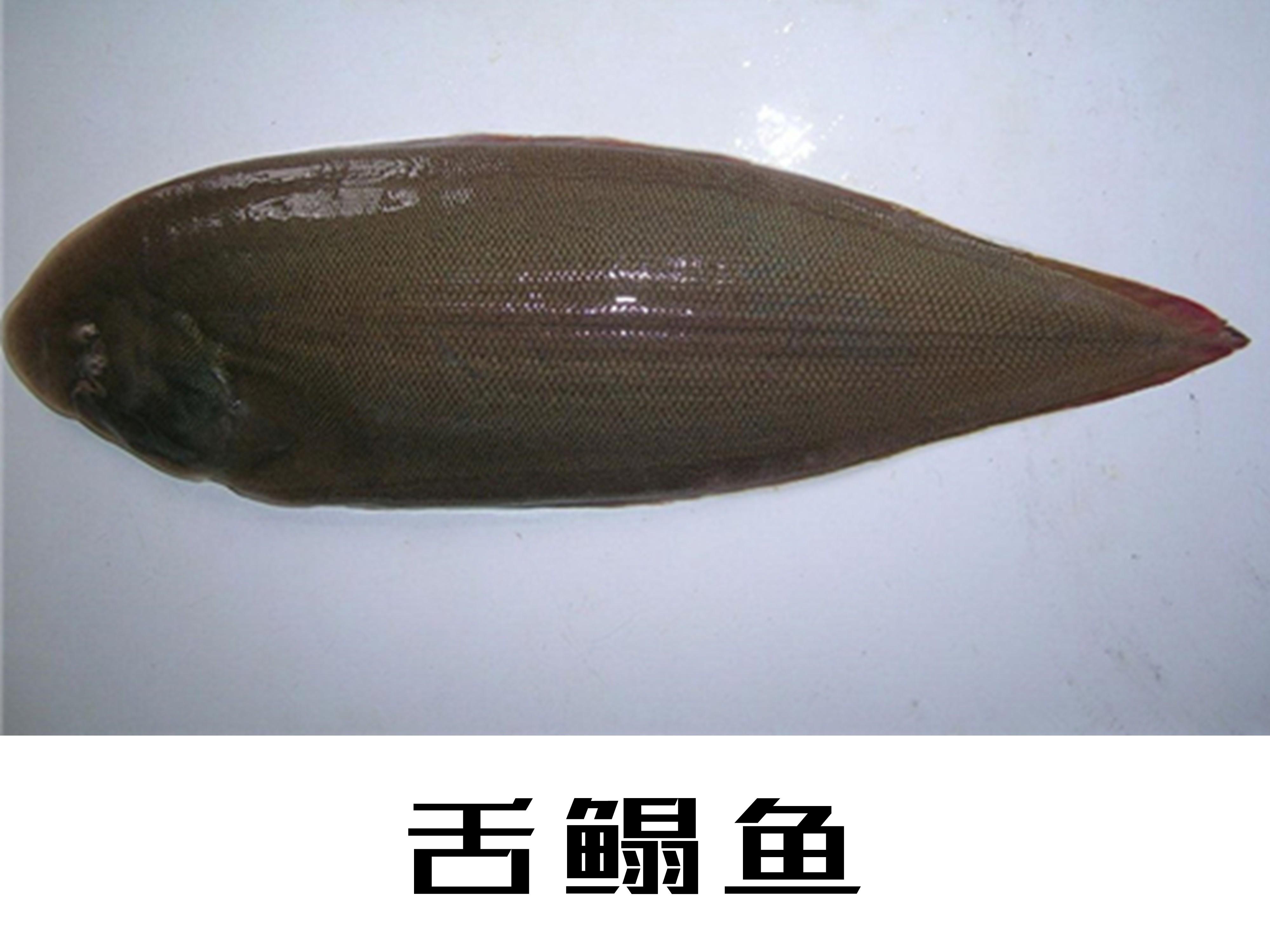 舌鳎鱼:舌鳎科舌鳎属的一种鱼类