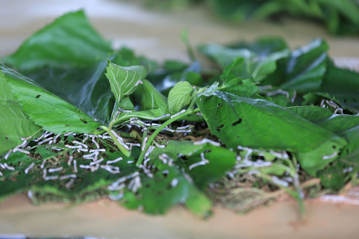 个案社会工作：跨文化和社会背景下的应用探析