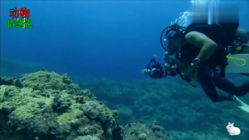 这条大海鱼和他 见面就拥抱 啥感情啊?