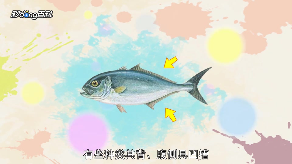 一分钟了解鲹科