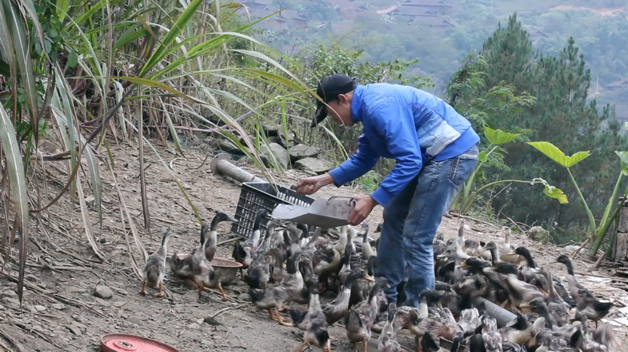 这鸭子是什么品种,谁认识?吃那么多都长不大,晓楠没招了