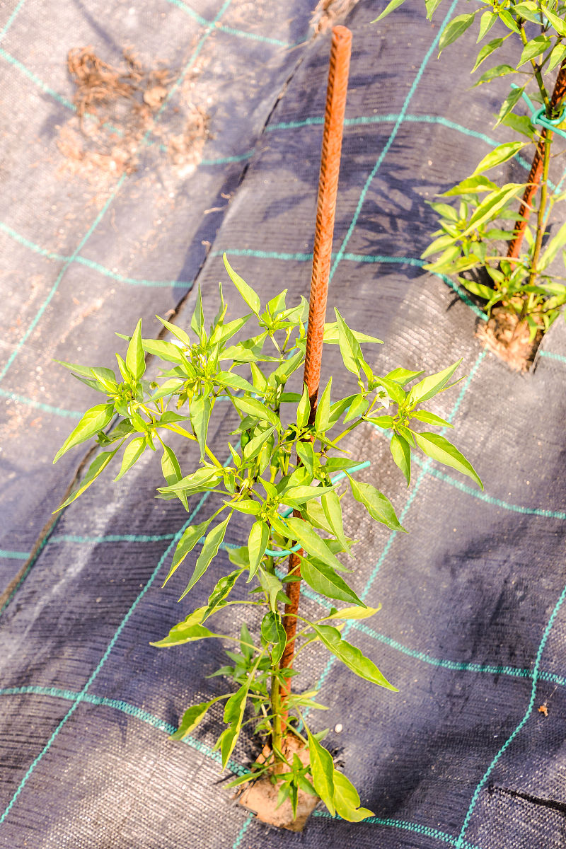 文竹什么样的枝条是可以长叶子的呢？