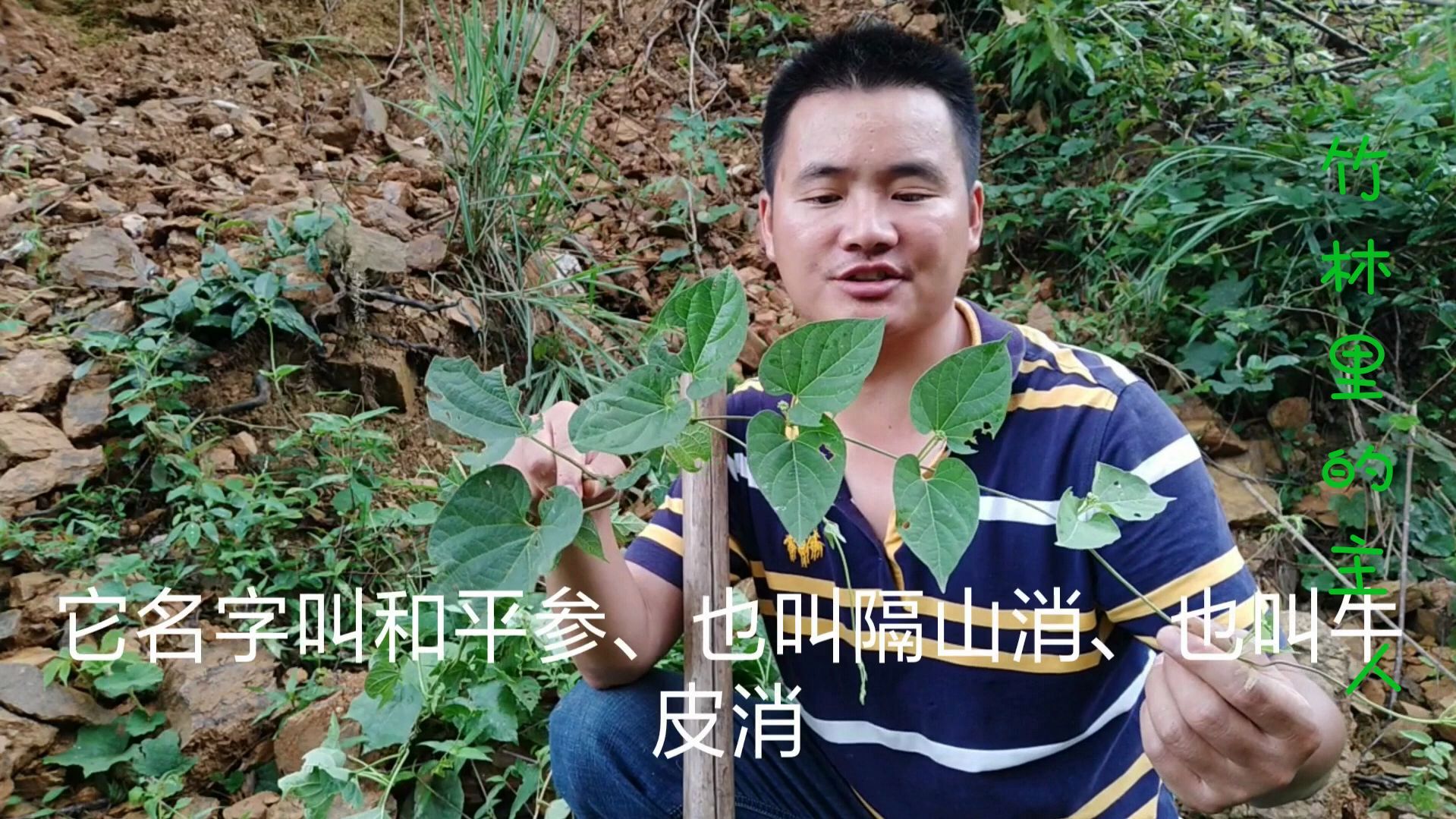 植物牛皮消,又称隔山消,叶是上等野菜,有什么作用?你吃过吗?