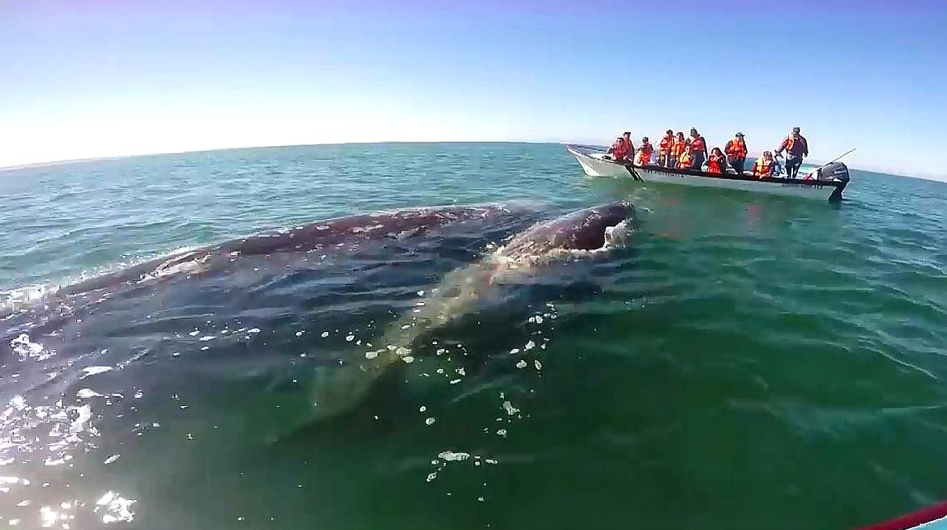 鲸鱼母子向人类求救,当人们看到鲸鱼身体后,眼眶瞬间湿润了!