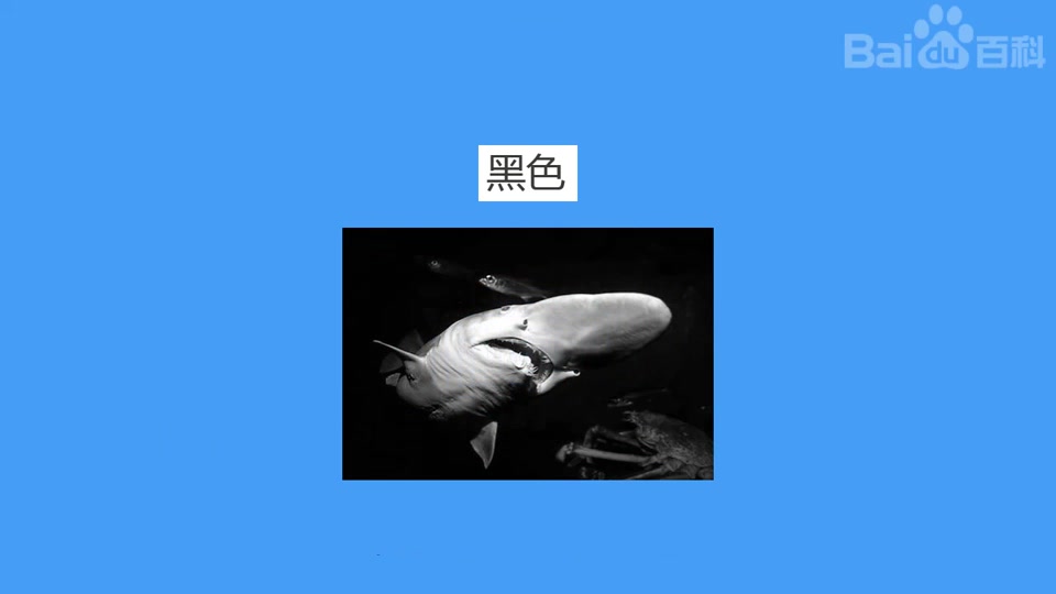 快速了解哥布林鲨鱼