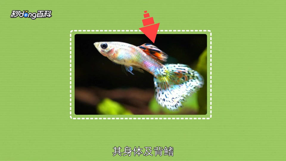 原来彩虹鱼长这样