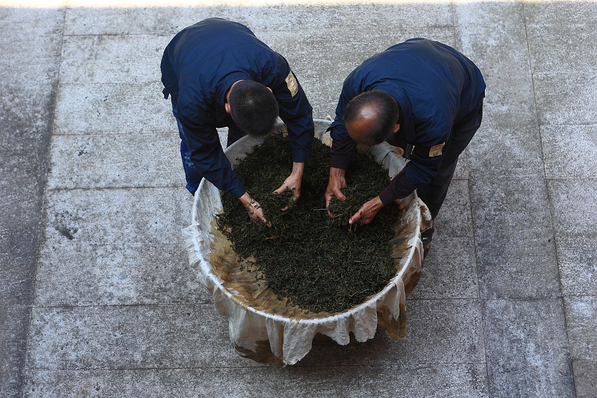 ***_***2013年10月12日,上海,福建传统乌龙茶制作方法