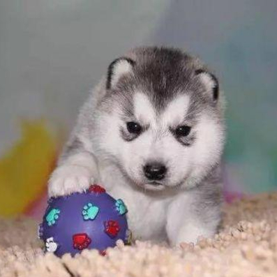 胡歌:阳光帅气的大男孩,永远是当初的景天