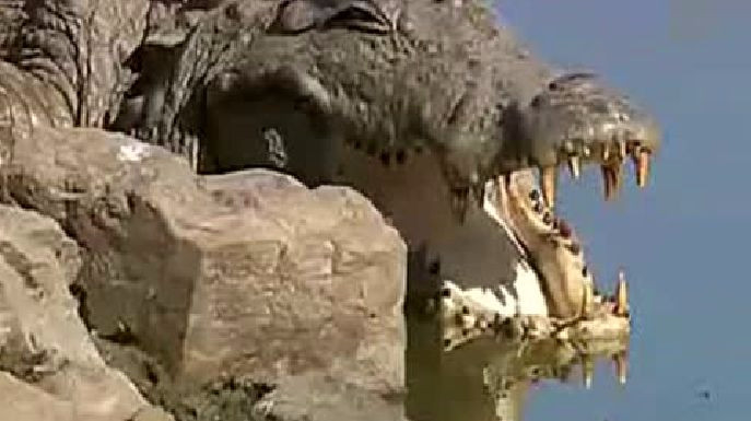 罕见的一幕:老虎大战鳄鱼,霸气瞬间侧漏,真是太过瘾了!