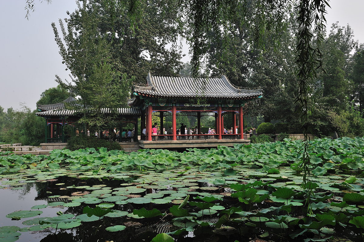 小学课文荷花作者