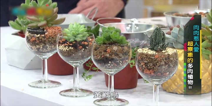 肉肉惹人爱二:台湾多肉专家教你用酒杯打造多肉拼盘