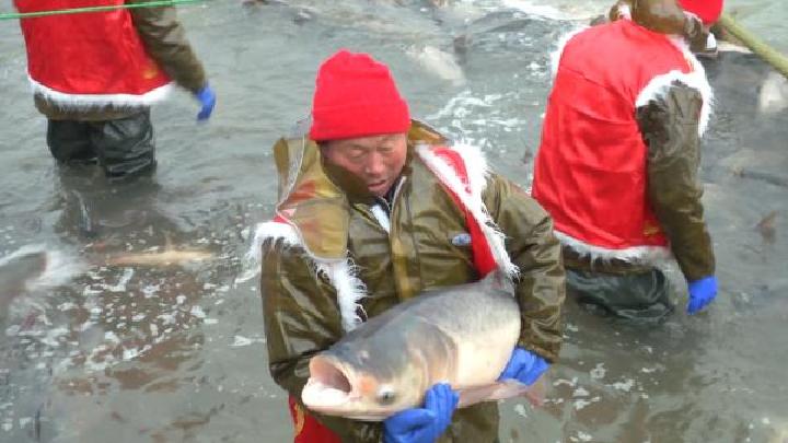 阜阳百年冬捕:日产十万斤鱼,抓大留小