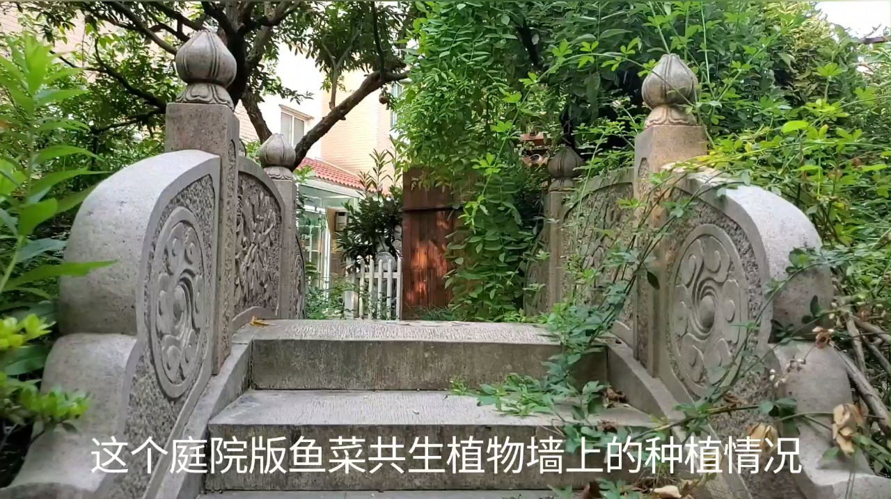 美好生活,从鱼菜小院开始,8月20日实拍
