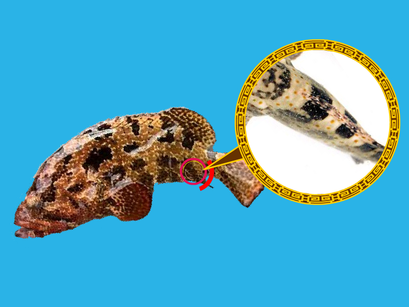 老虎斑:石斑中的普通品种