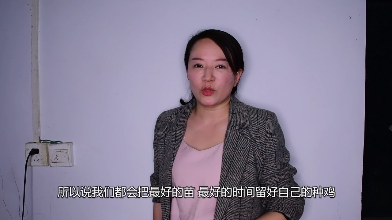 二级保护动物也能养?冯姐养殖红腹锦鸡种鸡,人工饲养合法不?
