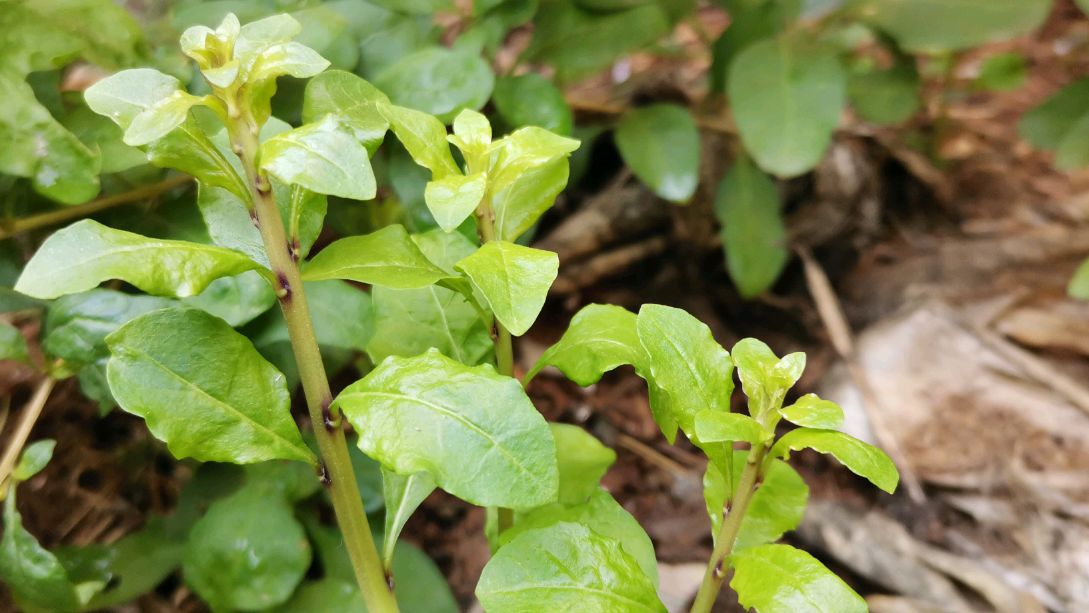 芳姐菜园里摘回一种高营养价值,根茎很硬且带刺的蔬菜,你吃过么