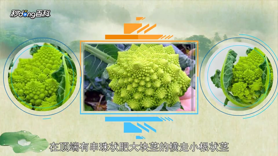 「秒懂百科」原来宝塔菜长这样