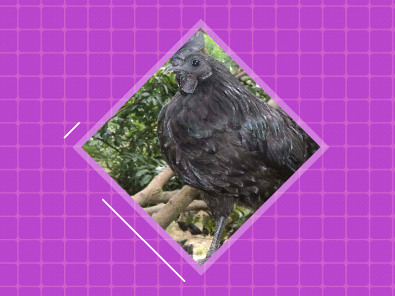 原来三乌鸡长这样