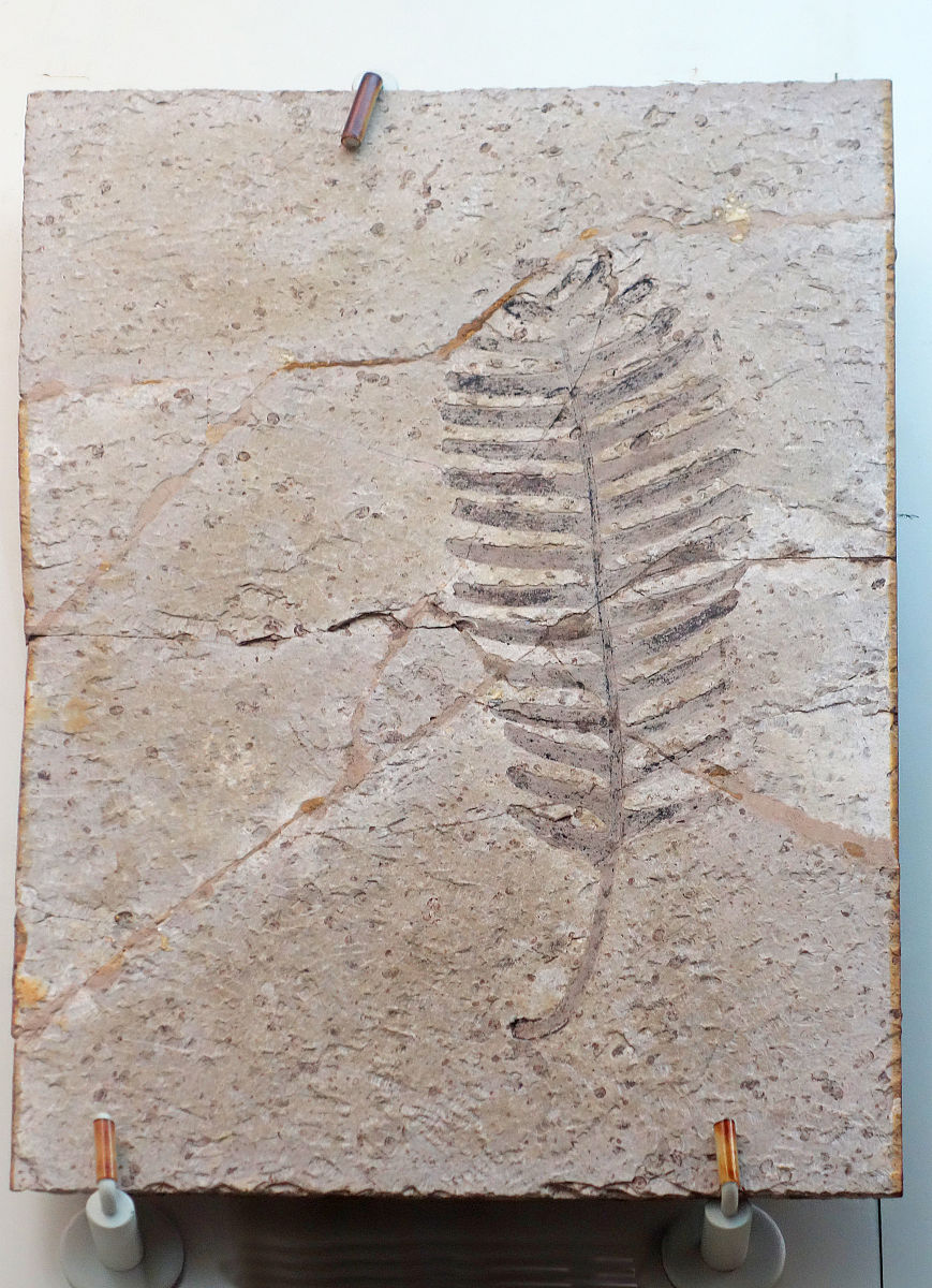 HISTORICAL BIOLOGY 期刊简介：古生物学研究的领先平台