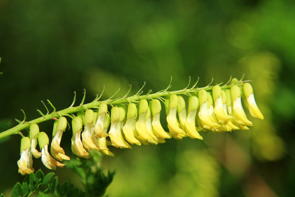 子洲县F公司黄芪产品市场营销策略优化研究：国内文献综述