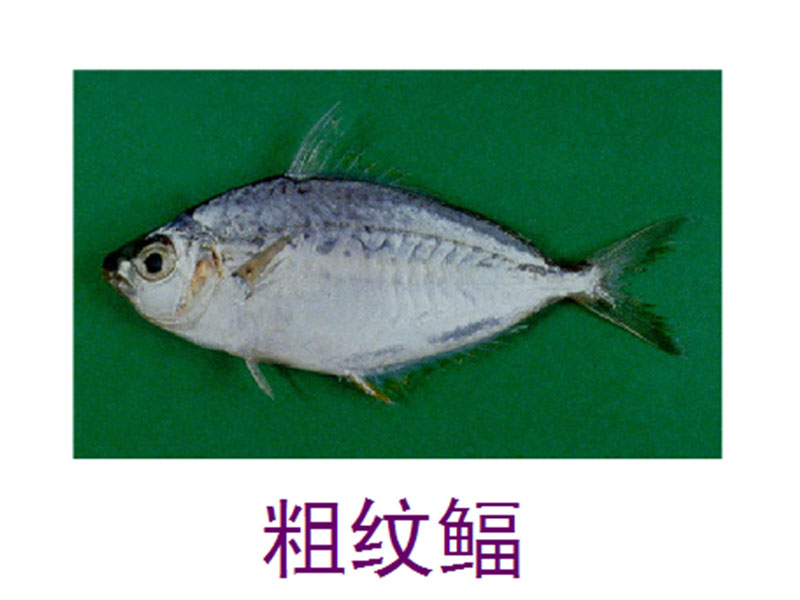 粗纹鲾:体背灰绿色到灰褐色,体侧银白