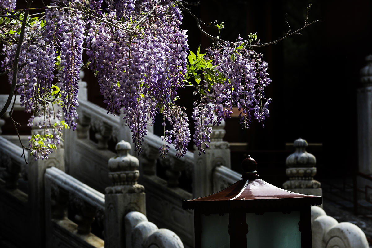 ***_***2018年4月24日,北京,孔庙内的紫藤花盛开,引起游人的关注.
