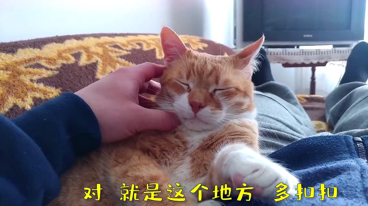 [图]做一只开心的小猫咪,嘻嘻~这样活才能不服众生!