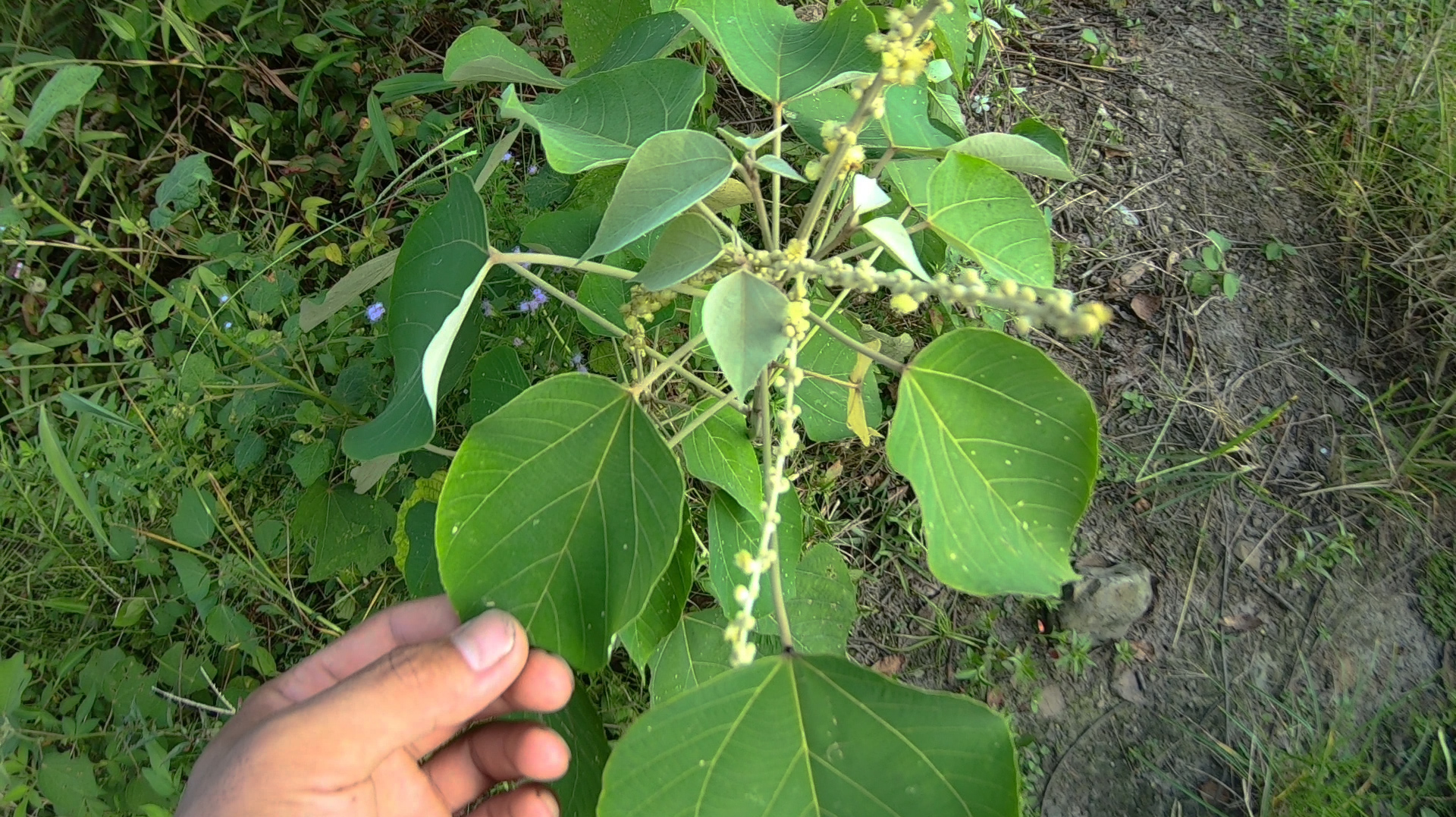 农村这种植物白背叶,根与叶子有不同功能,你知道是什么东西吗?