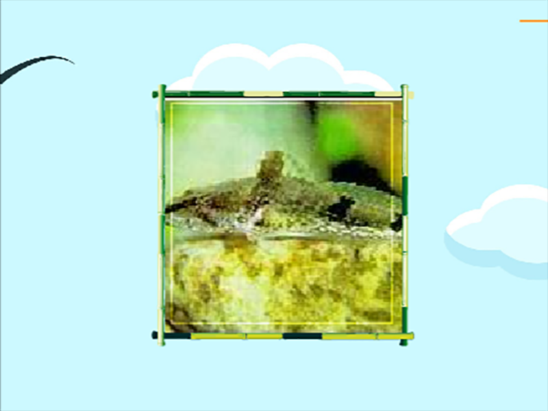 原来长鳍乔氏杜父鱼长这样