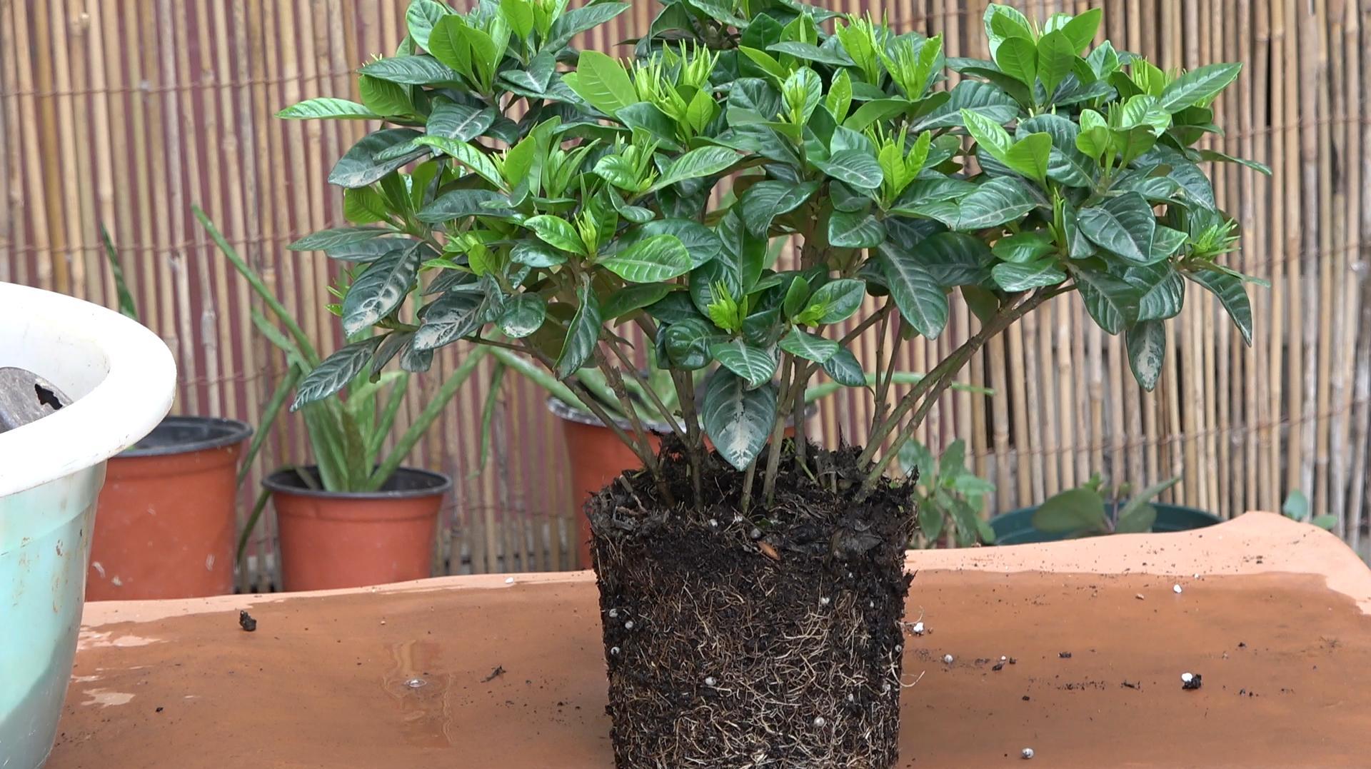 栀子花带着花苞,又想给它换盆?方法非常很简单,这一步是关键