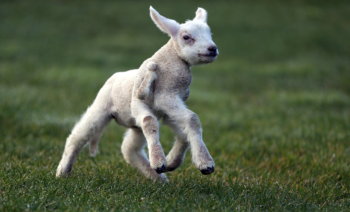 抛硬币连续三次正面朝上：概率与次数的关系