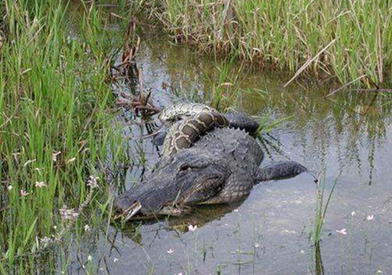 蟒蛇大战鳄鱼哪个更厉害?鳄鱼被吞,蟒蛇肚子爆裂,场面惨烈