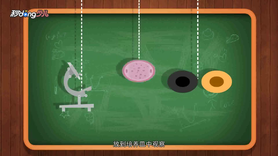 斑马鱼的“斑马纹”之谜