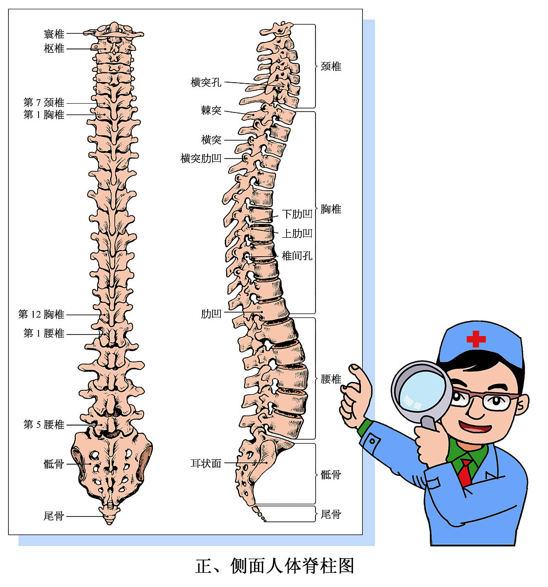 腰部两侧的经络：督脉和肾经的解析