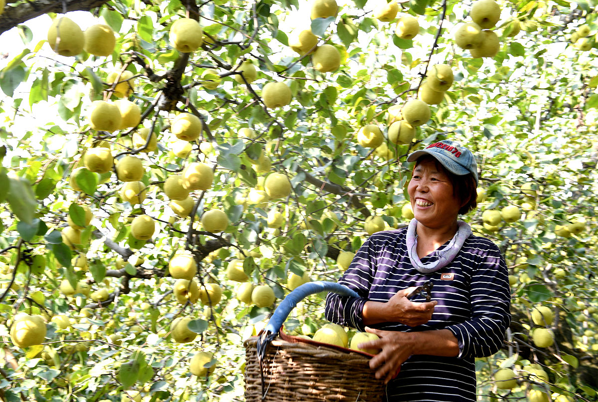 安徽宿州砀山皇冠梨价格查询及购买指南