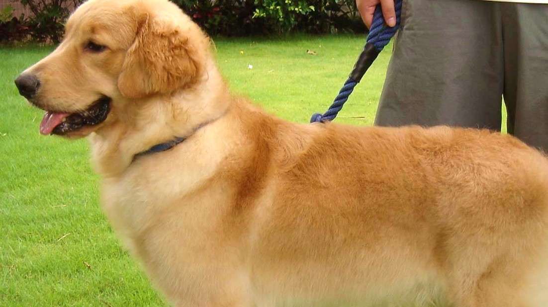 地球上最受欢迎的温顺犬,拉布拉多第一,金毛第四,你养了哪种?