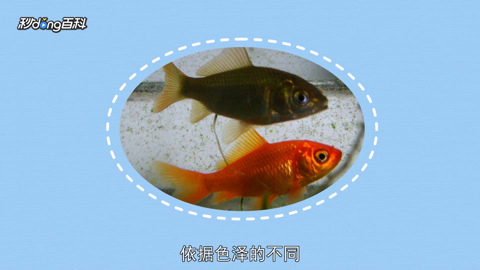 原来金鲫长这样