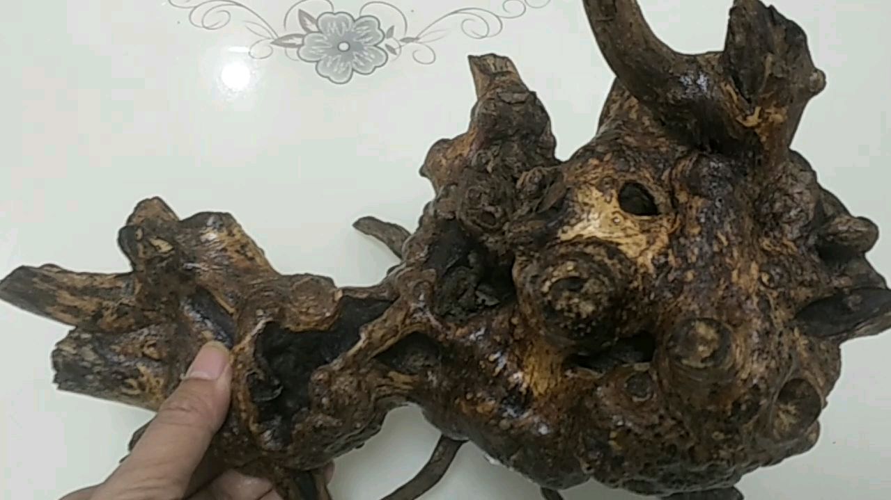 农村常见的黄荆树根,看朽木星教大家如何保养之保养效果