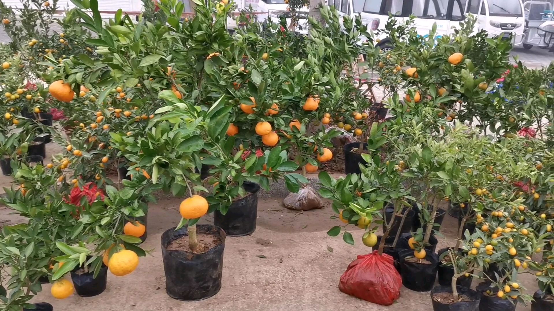 实拍山东鲁南农村古会:这条街各种特色小吃真不少,看看都有啥?