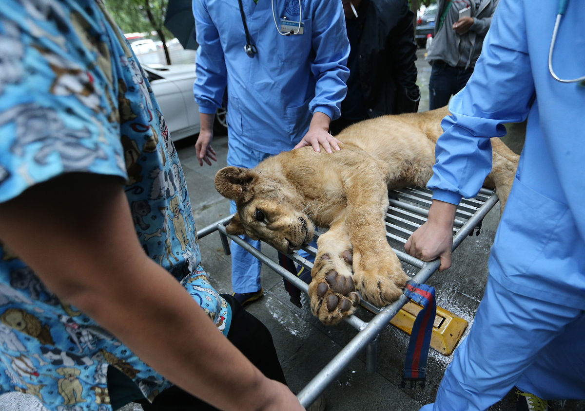 100000颗心脏的动物