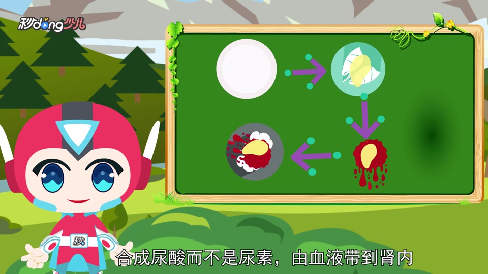 公鸡为什么不撒尿?