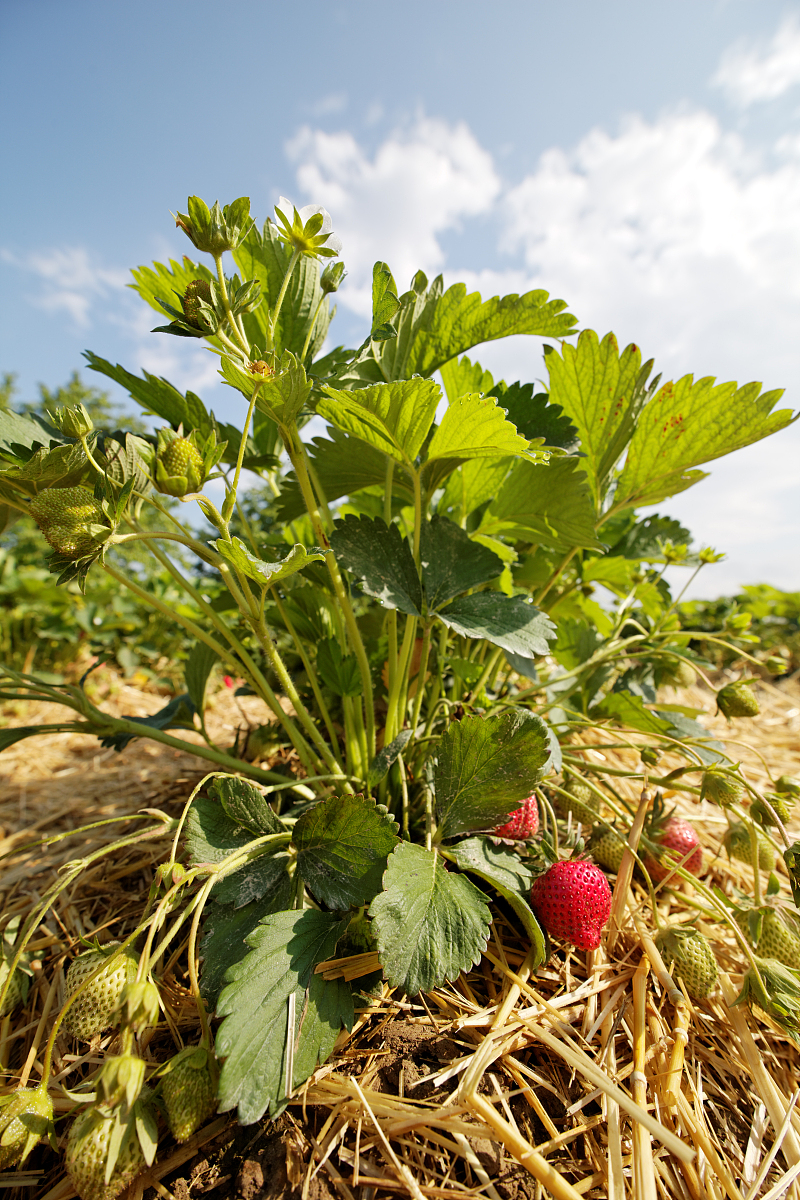 strawberry field