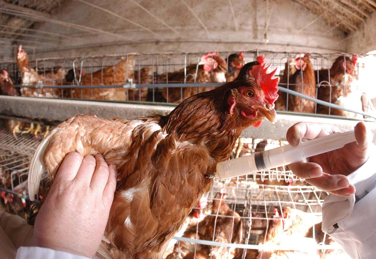 广西百色农业学校兽医专业怎么样？课程设置、师资力量及就业前景分析