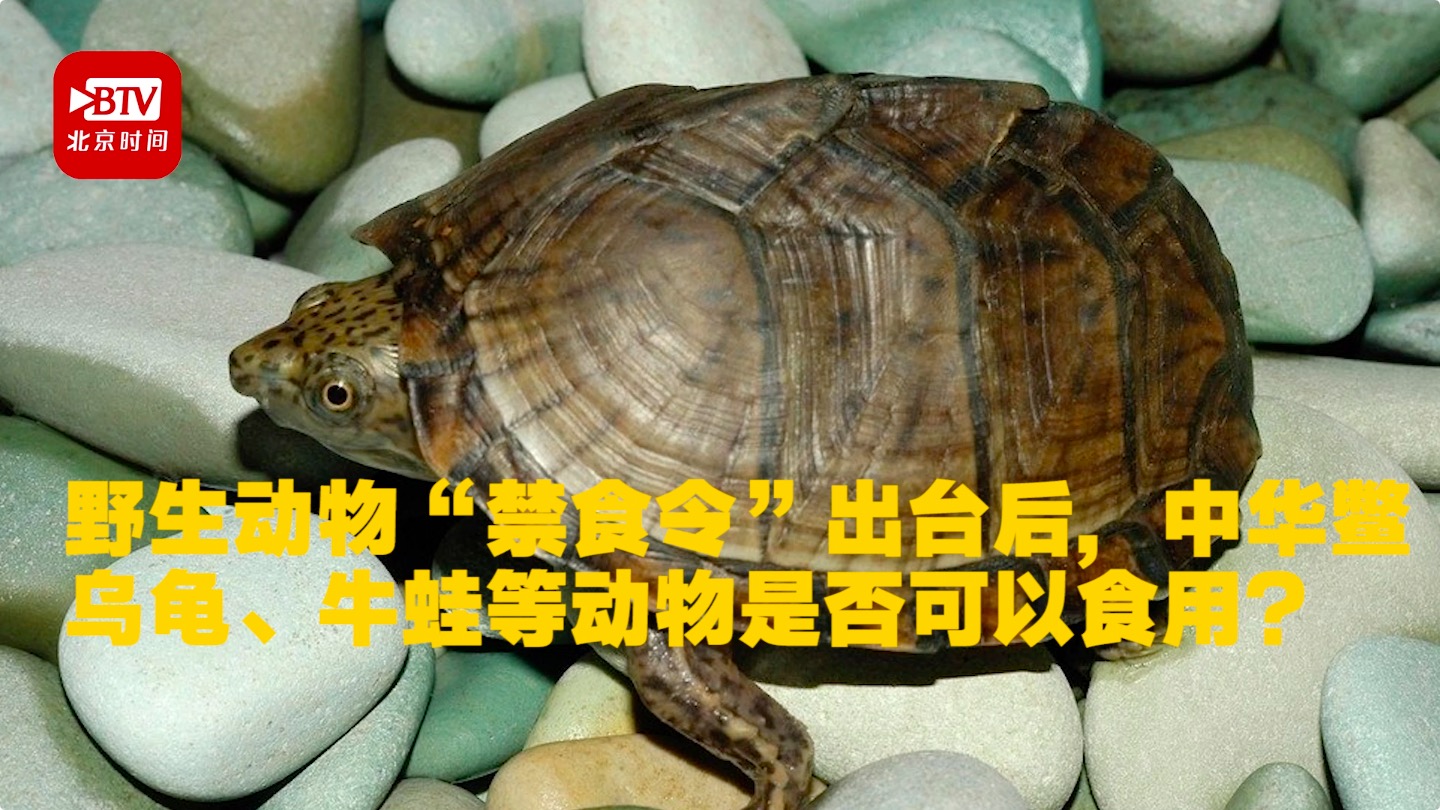 【牛蛙、中华鳖、乌龟还能吃吗?官方回应来了】野生动物“禁食令”出台后,牛蛙、中华鳖、乌龟等
