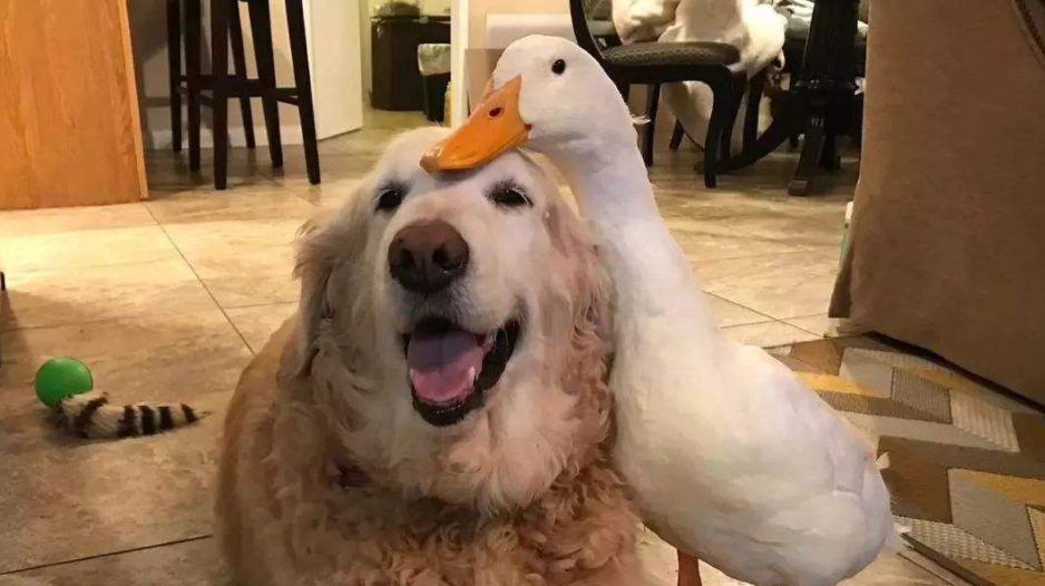 鸭子和狗狗一起长大,主人假装要打金毛,下一秒鸭子反应让人意外